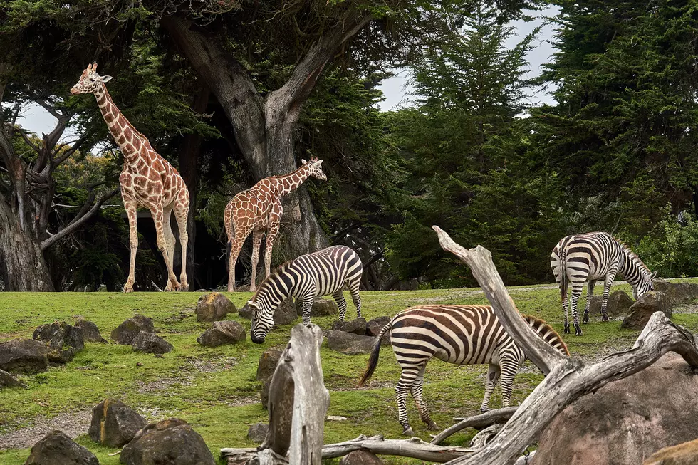 Binder Park Zoo Goes Digital With Ticketing Process