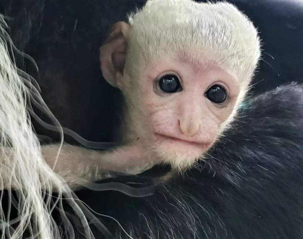 New Babies Arrive at Binder Park and John Ball Zoos