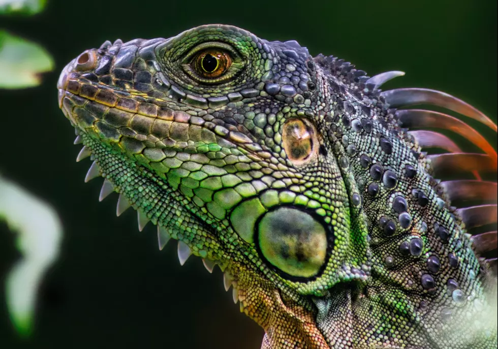 It’s Reptile Weekend at Binder Park Zoo in Battle Creek